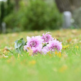 Blumen Friedhof